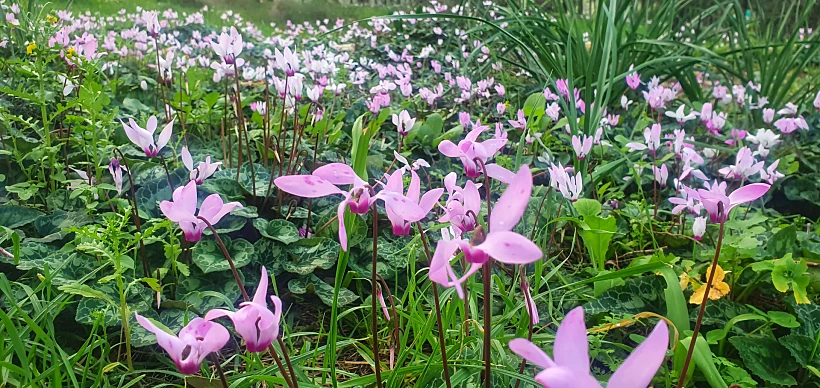 רקפות ביער לביא
