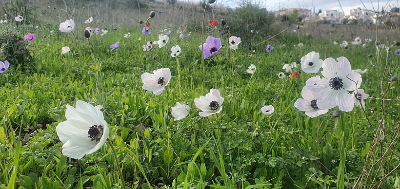 כלניות במצפור סיוון-עמק השלום