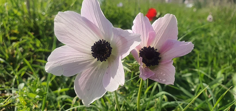 כלניות במנחת מגידו