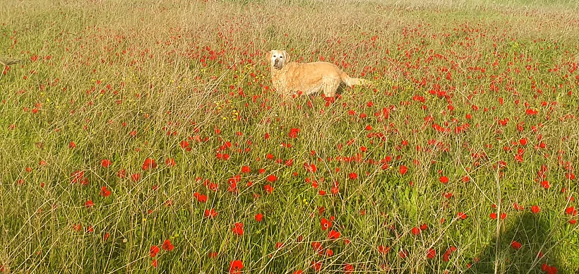 כלניות אדומות בגבעת אולגה