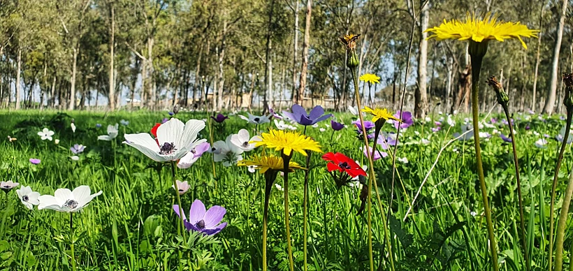 כלניות במנחת מגידו