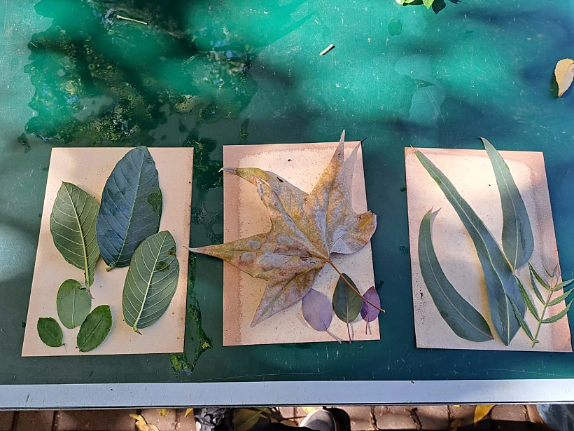 סדנאות Eco Print , עין ורד