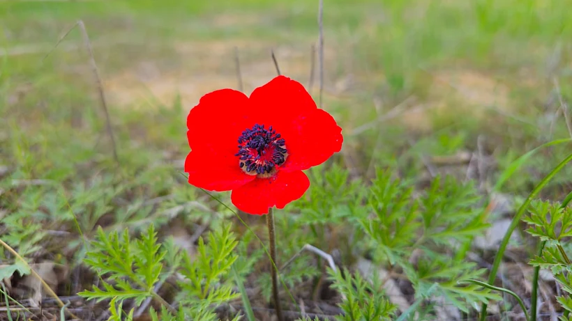 כלניות ביער רוחמה קק"ל