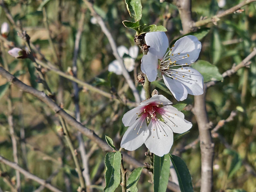 שקדיה ביער רוחמה