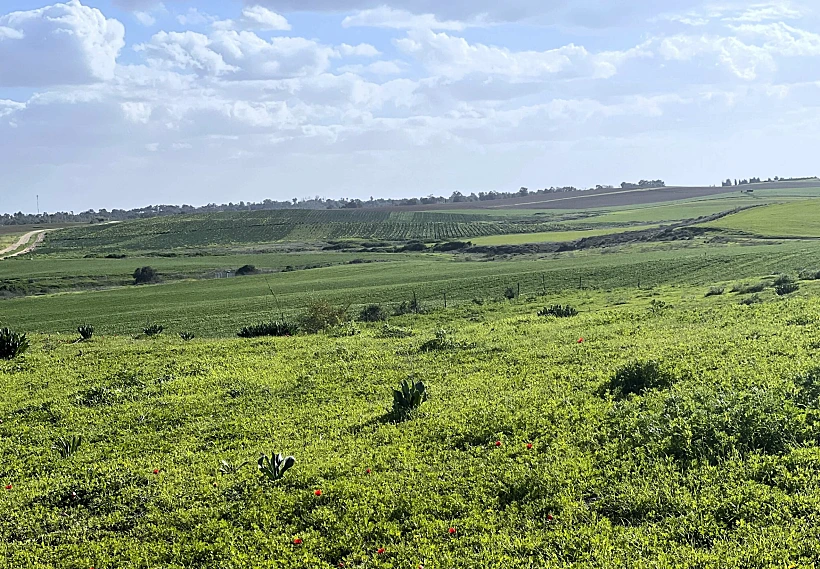 הנוף מגבעת הכלניות - חוות השקמים