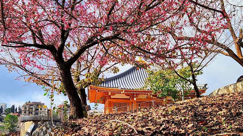 פריחות הדובדבן בגן הבוטני בירושלים