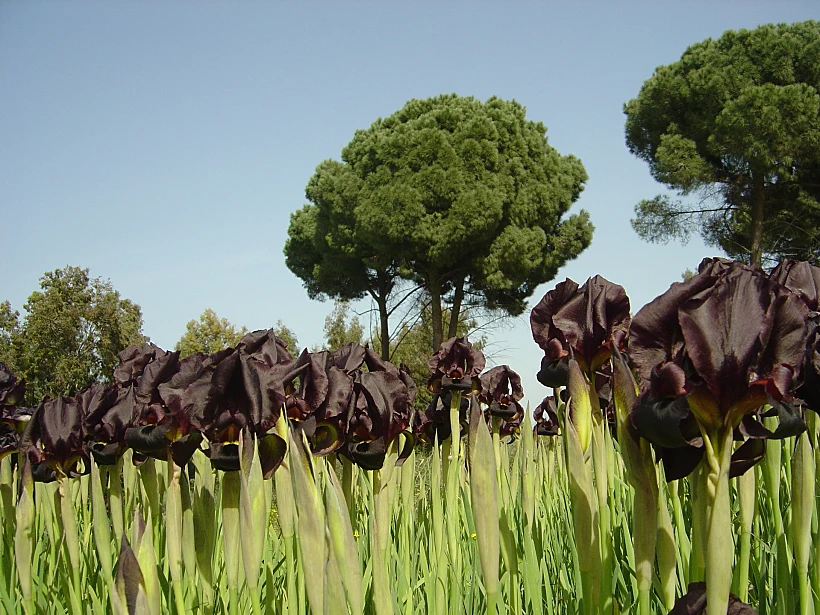 שביל האירוסים ביער אילנות