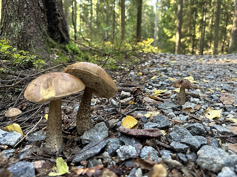 סיור טבע בפינלנד