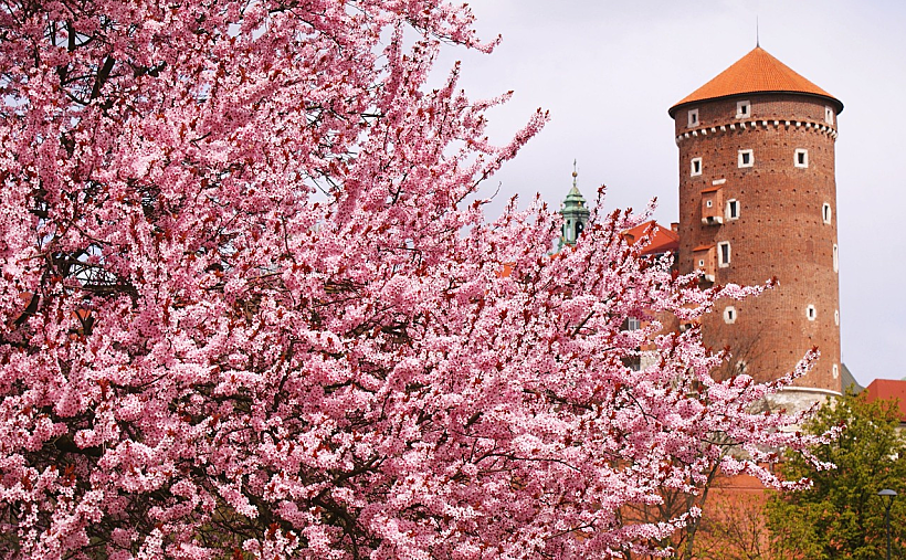 Kamil Wszołek from Pixabay