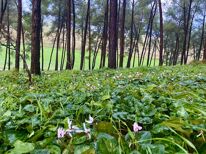 דרך נוף גלעד