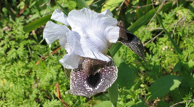 אירוס נצרתי
