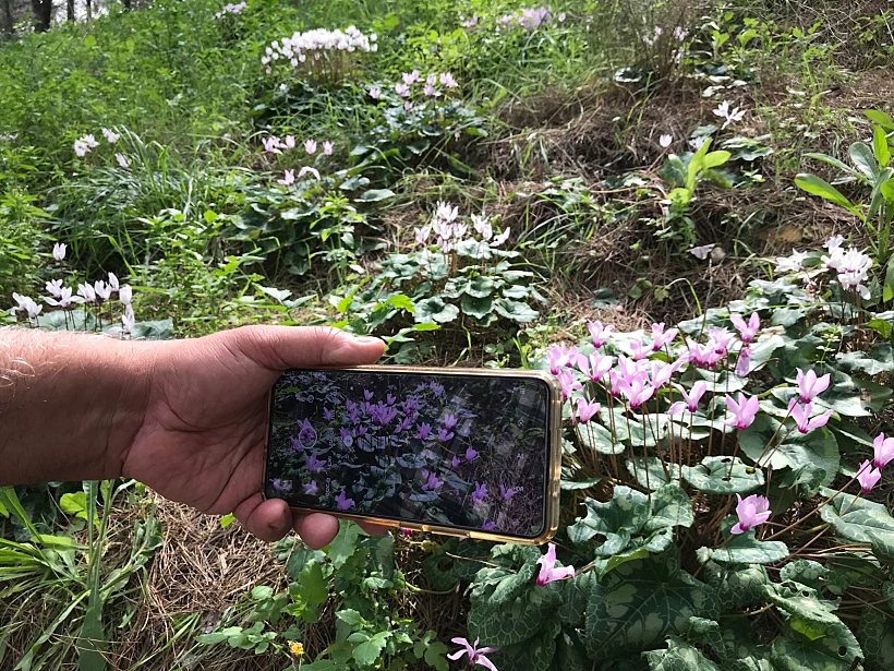 Whatsapp Image 2024 רקפות ביער קקל