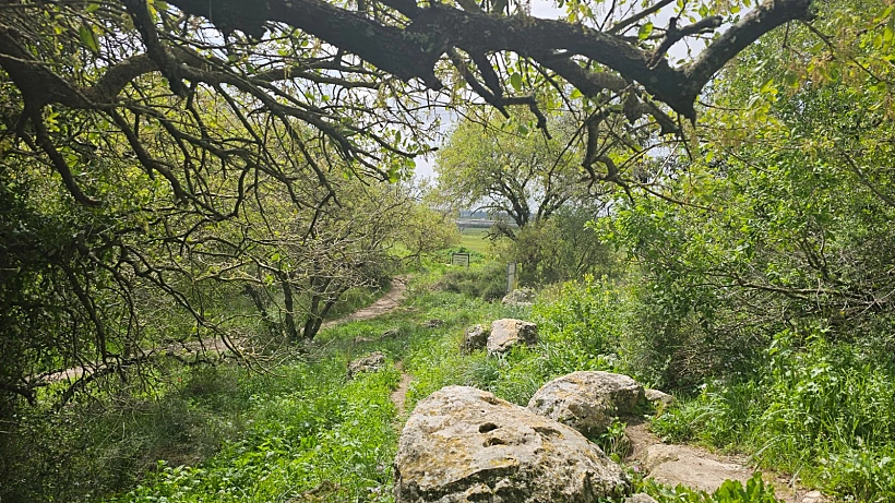 שמורת אלוני יצחק