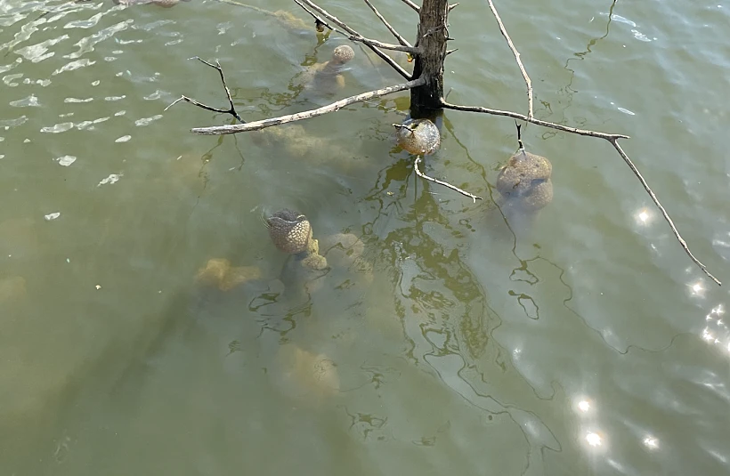 Screenshot 2024 03 20 At 9.53.