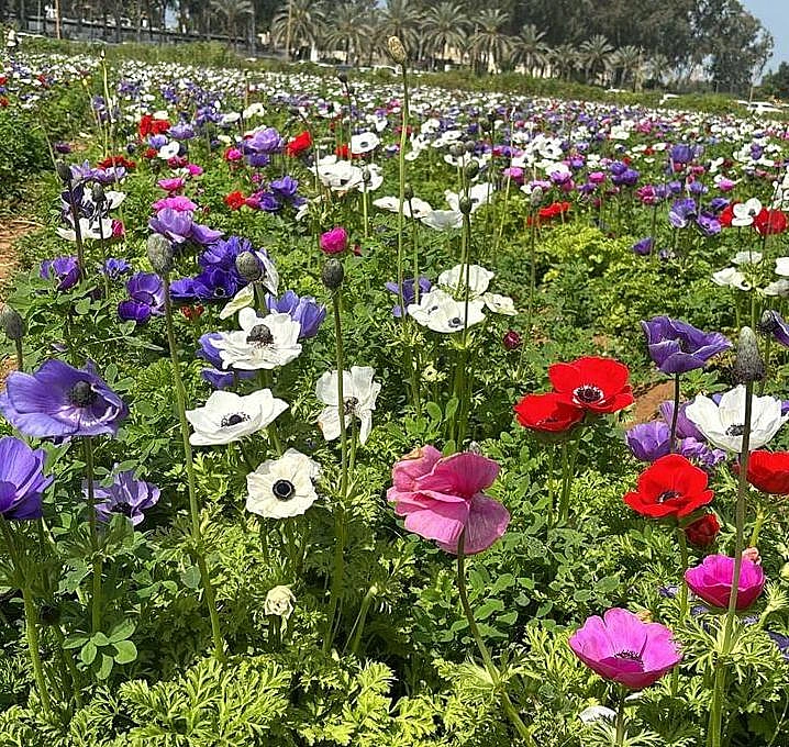 שדה של כלניות