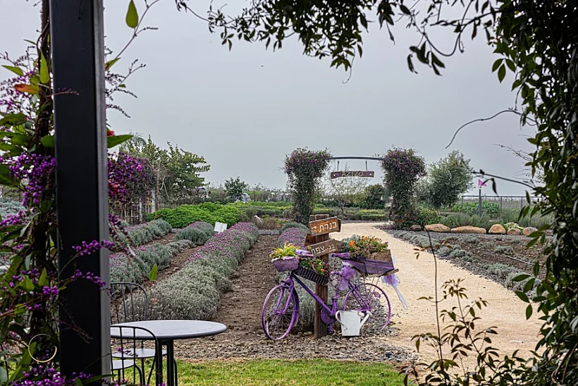 חוות AZIZO מושב כנף