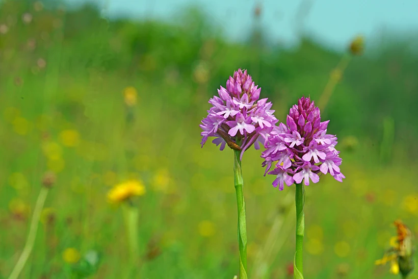 Pyramidal,orchid,(anacamptis,pyramidalבן סחלב צריפי