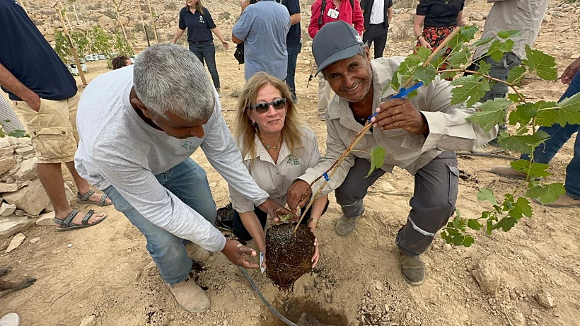 נטיעת כרם הגפן בעבדת