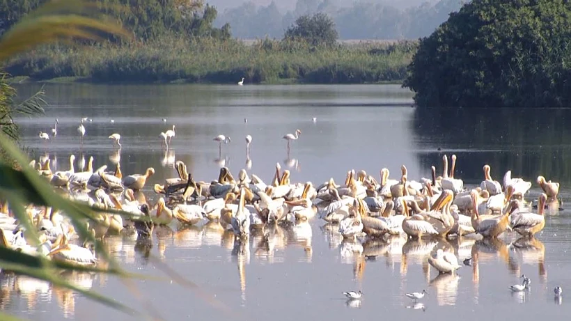 שקנאים באגמון החולה