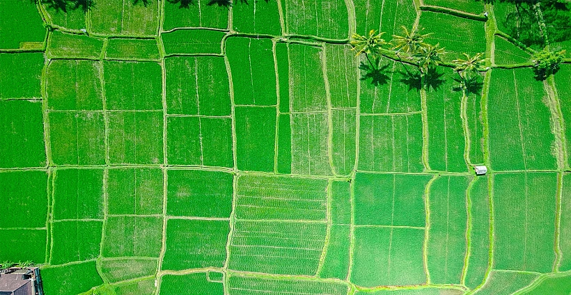 טראסות אורז בבאלי