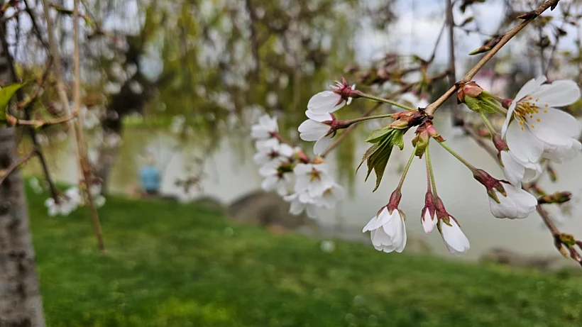 אביב בבטומי - פארק 6 במאי