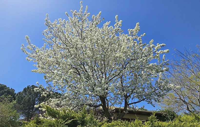 עץ האגס בשיא פריחתו