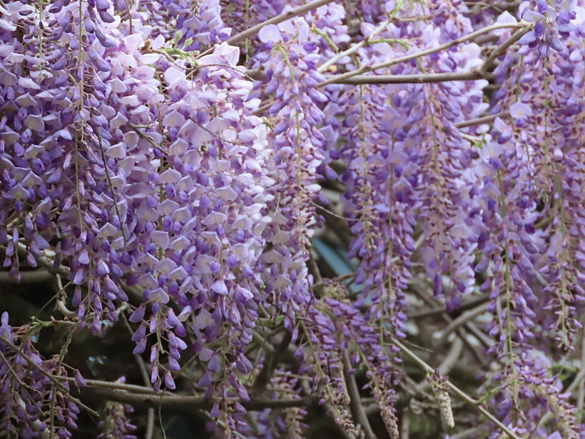 הוויסטריה בהיסטריה ברעם