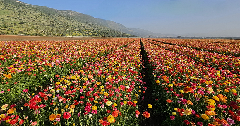 שדה נוריות בעמק החולה