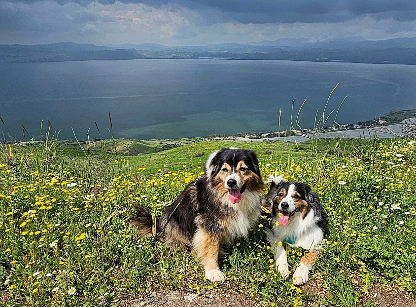 כלבים ברמת הגולן