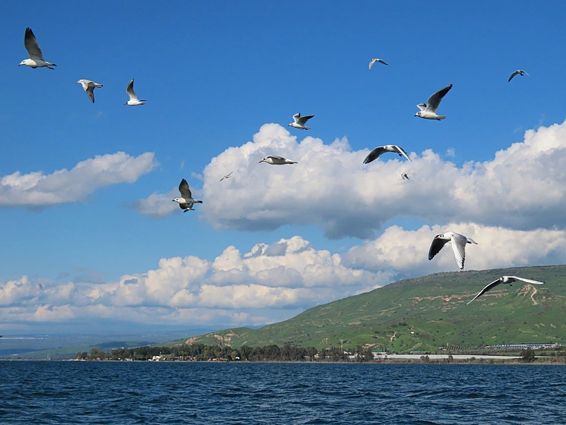 שחפים בכנרת