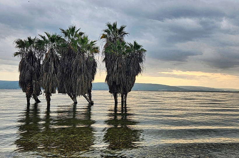 עצים בחוף חוקוק