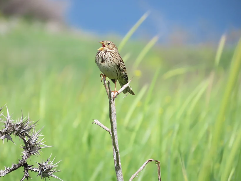 גיבתון מזמר
