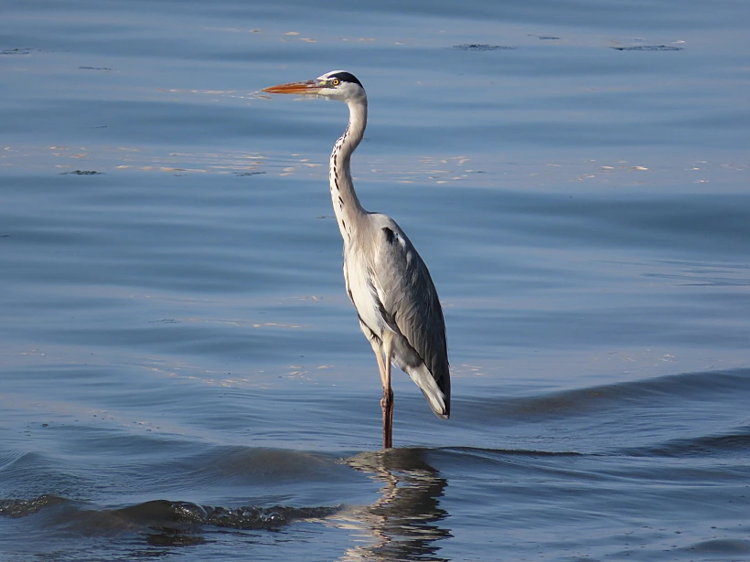 אנפה בבית גבריאל