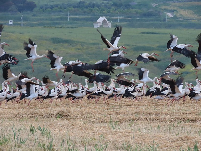 חסידות בעמק