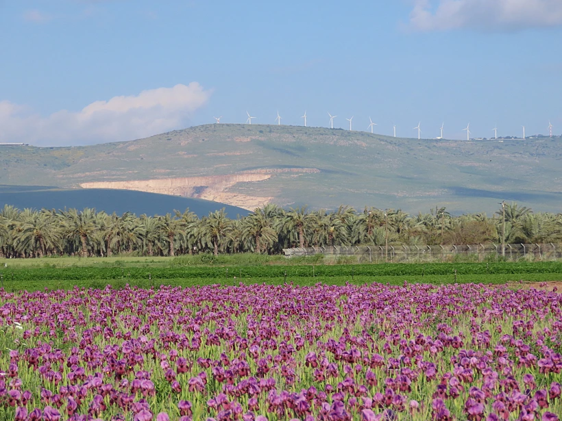 שדות של אירוסים מול טירת צבי