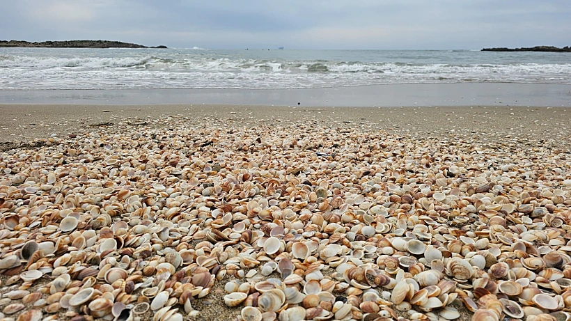 חוף נחשולים