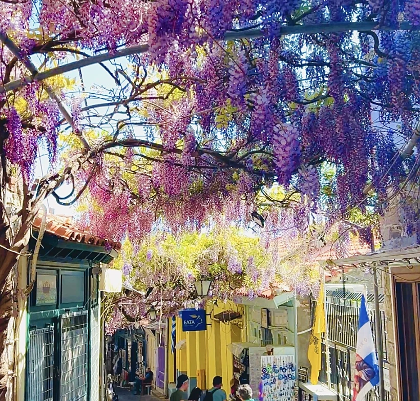 ויסטריה אביבית במוליבוס לסבוס