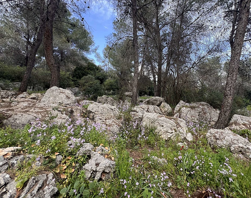 שביל הטרשונים ביער בית קשת