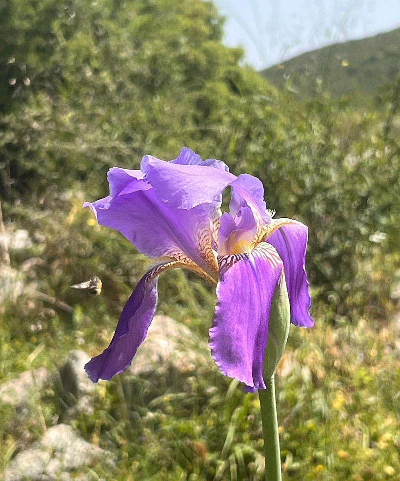 אירוס ארם נהריים