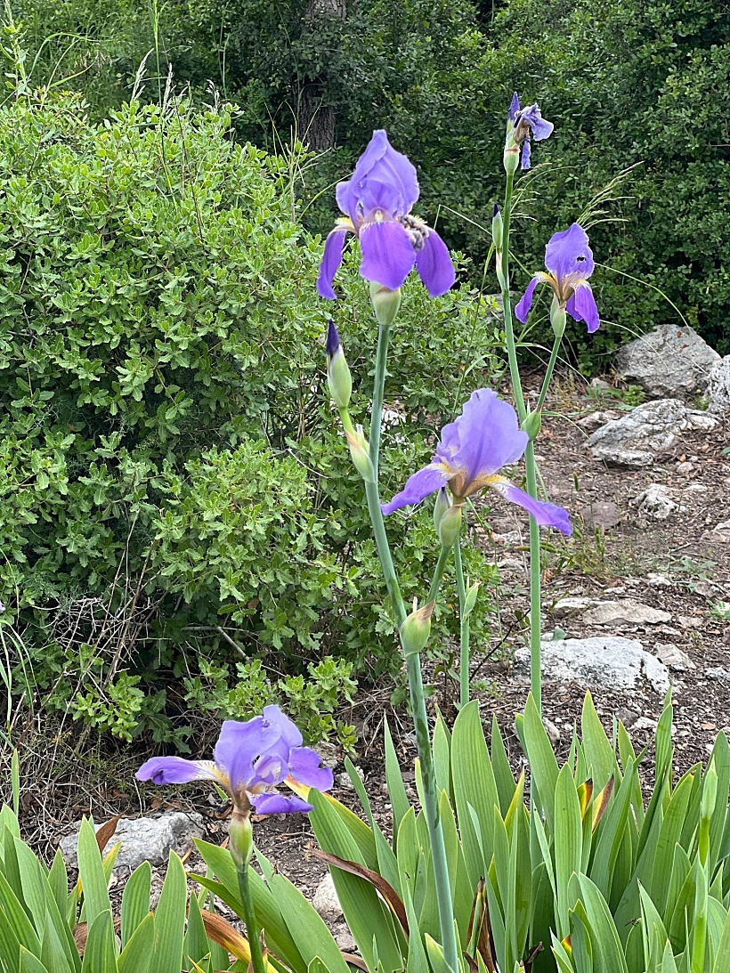אירוס ארם נהריים בכרמל