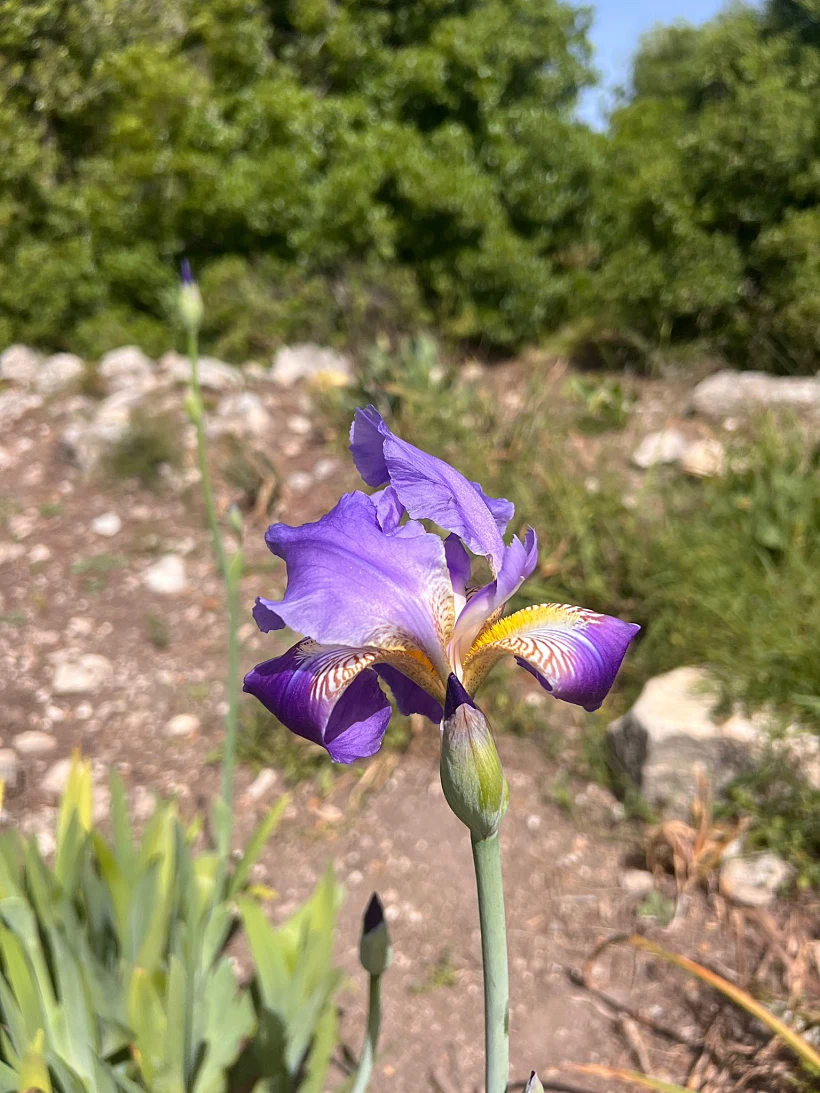 אירוס ארם נהריים בכרמל