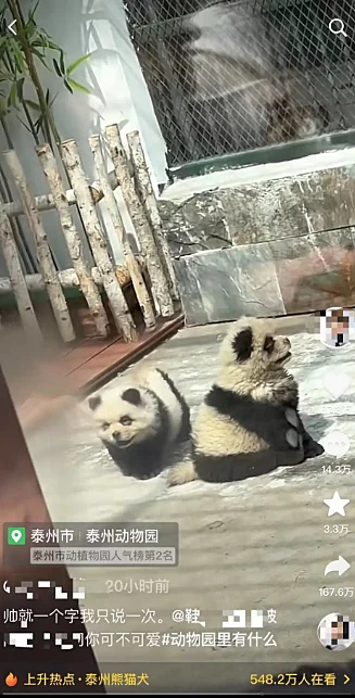 Panda 2