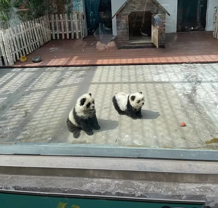 Panda 3