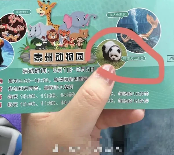 Panda 1