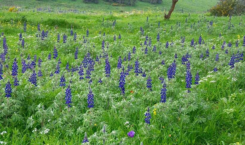 Ramot Nenashe 2024 02 שדות של תורמוסים ברמות מנשה