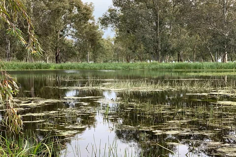 בגוריה ביער נטור