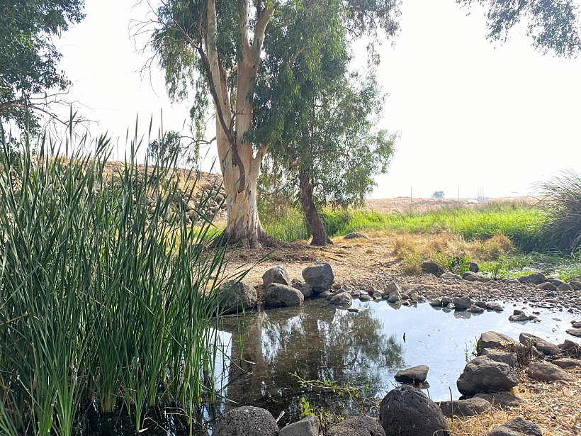 חורשת אבינועם