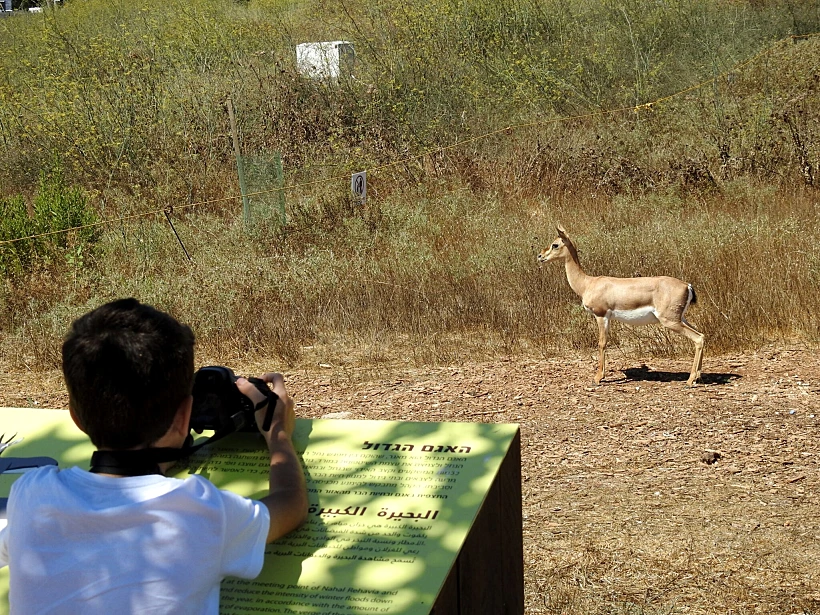 ילד מצלם צבי בעמק הצבאים בירושלים