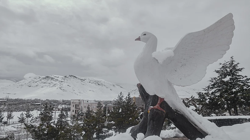 יונת שלום (?) בשלג באיראן