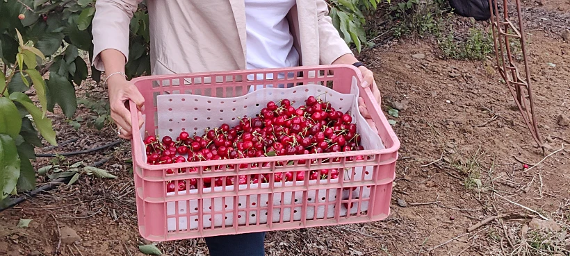קטיף דובדבנים בקיבוץ אורטל